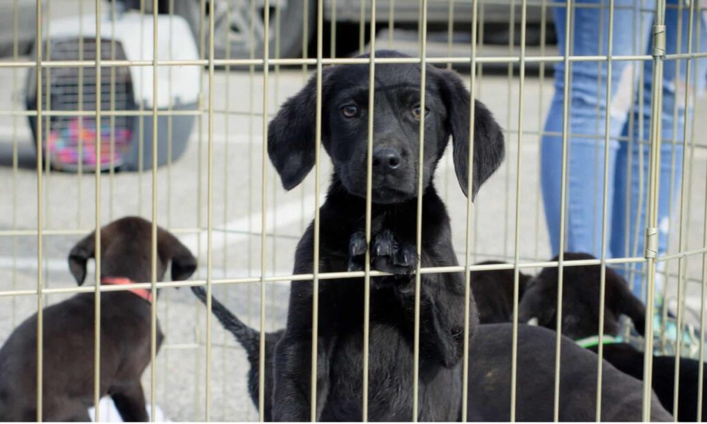 adoptera hund sverige