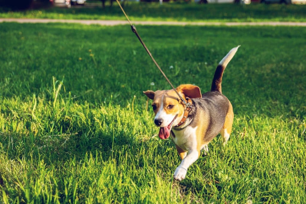 Motionera hundvalp - Hur långt kan man promenera med en valp