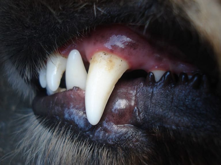 hundars tänder