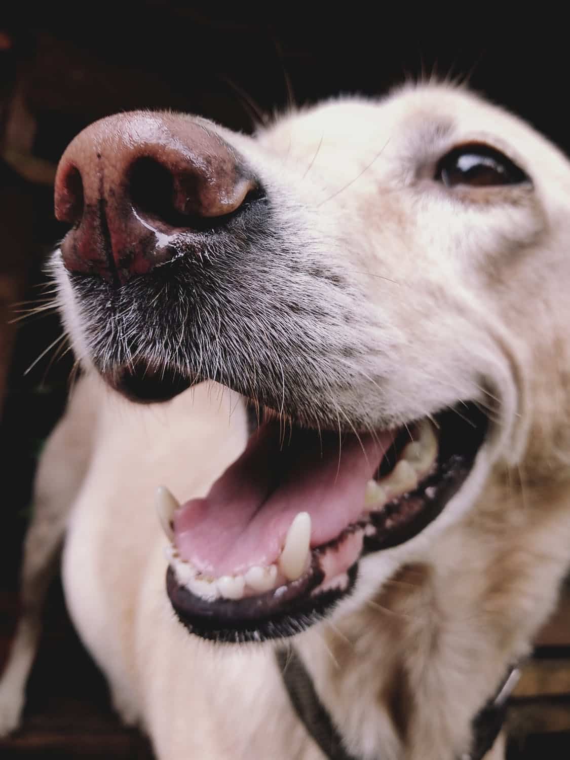 10 vanliga frågor & svar om hundars tänder och munhälsa