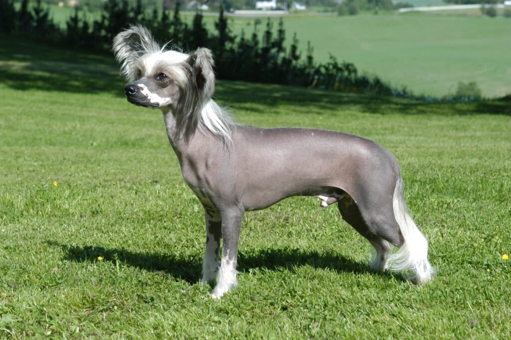 Nakenhund som inte fäller