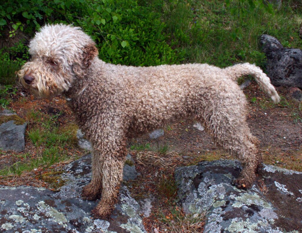 Lagotto hund som inte fäller