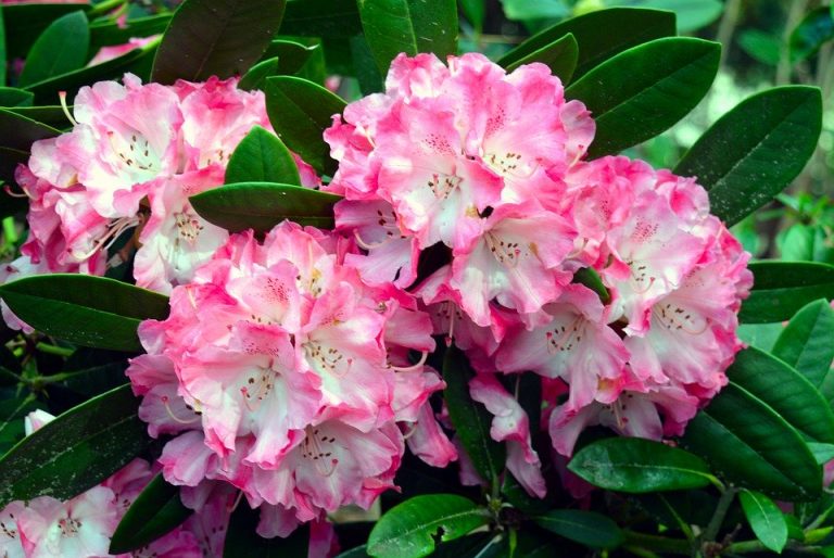 Rhododendron giftig